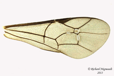 Ichneumon Wasp - Tribe Hemigastrini 5 m13 6,5mm 