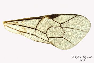 Ichneumon Wasp - Ctenopelmatinae sp6 4 m13 7mm 