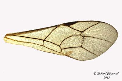 Ichneumon Wasp - Ctenopelmatinae sp7 5 m13 9,6mm 