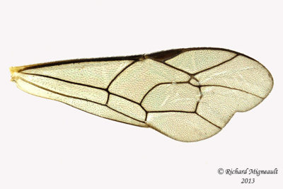 Ichneumon Wasp - Tribe Euryproctini sp1 5 m13 8mm 