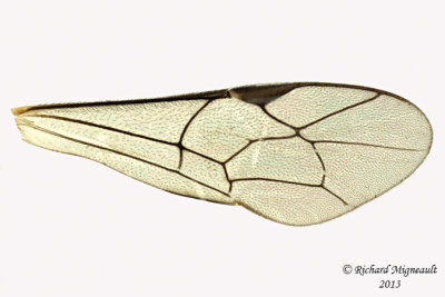 Ichneumon Wasp - Tribe Ephialtini sp1 4 m13 7,1mm 