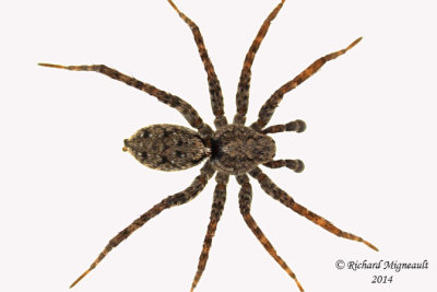 Wolf Spider - Pardosa sp1 1 m14 5,9mm male 