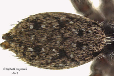 Wolf Spider - Pardosa sp1 2 m14 5,9mm male 