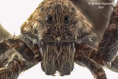 Wolf Spider - Pardosa sp1 3 m14 5,9mm male