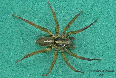 Wolf Spider - Trochosa sp male 1 m14 5,2mm 