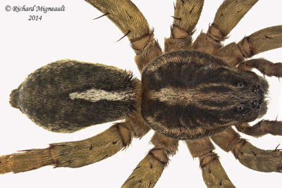 Wolf Spider - Trochosa sp male 2 m14 5,2mm 