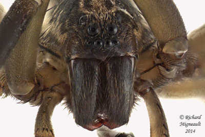 Wolf Spider - Trochosa sp male 3 m14 5,2mm 