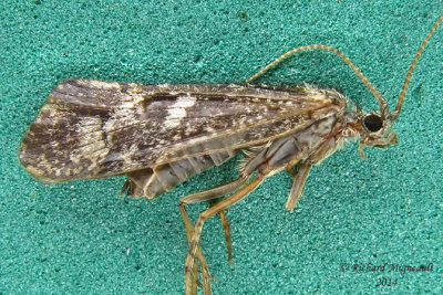Northern Caddisfly - Limnephilus sericeus 1 m14 