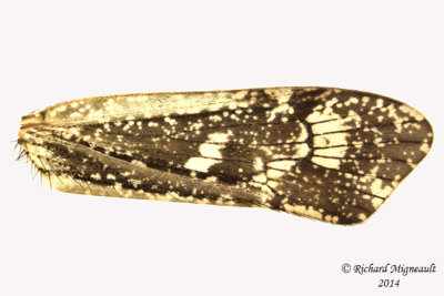 Northern Caddisfly - Limnephilus sericeus 2 m14 