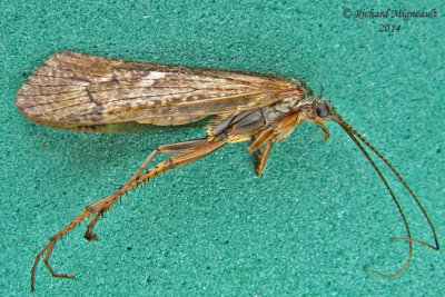 Northern Caddisfly - Limnephilus sp1 1 m14 