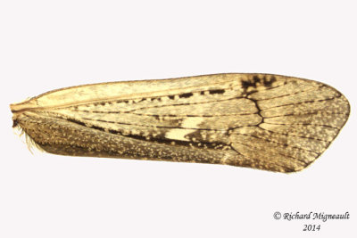 Northern Caddisfly - Limnephilus sp1 2 m14 
