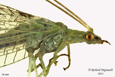 Green Lacewing - Chrysoperla sp 1 m14 14mm body 