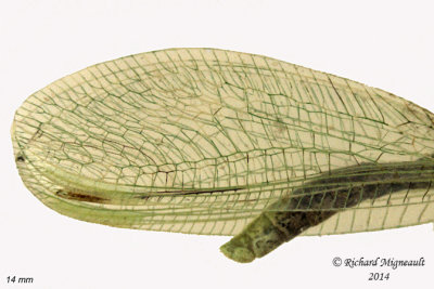 Green Lacewing - Meleoma emuncta 2 m14 14mm