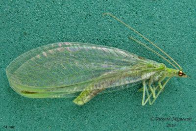 Green Lacewing - Meleoma emuncta 3 m14 14mm body 