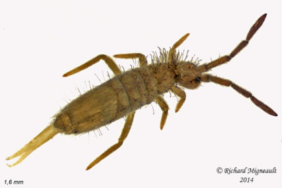 Slender Springtail - Entomobrya nivalis m14 1,6mm 