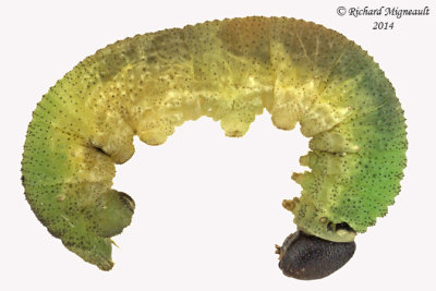 Sawfly larva 22 m14 9,3mm