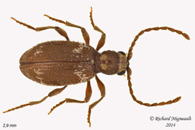 Spider Beetle - Ptinus raptor 1 m14 2,9mm 