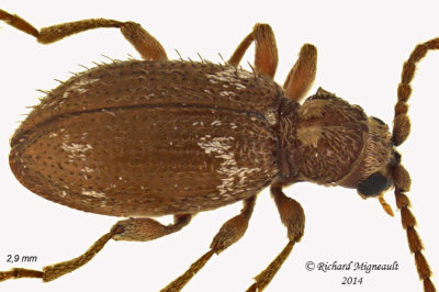 Spider Beetle - Ptinus raptor 2 m14 2,9mm 
