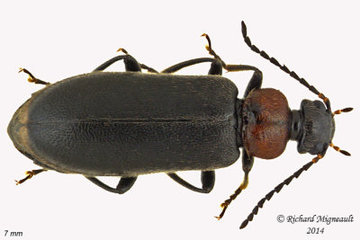 Fire-colored beetle - Pedilus canaliculatus 7 m14 7mm 
