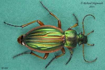 Ground beetle - Carabus auratus m14 30mm 