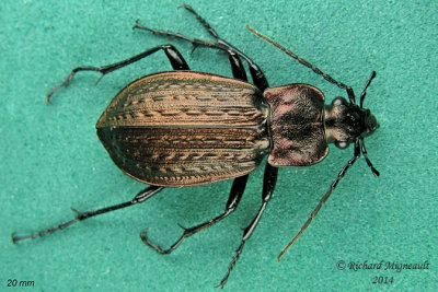 Ground beetle - Carabus granulatus  m14 20mm 