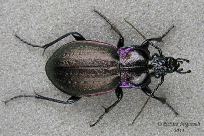 Ground beetle - Carabus nemoralis m14 