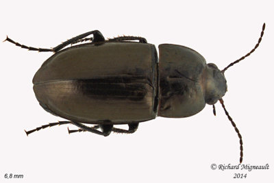 Ground beetle - Amara sp1 1 m14 6,8mm
