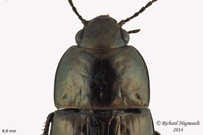Ground beetle - Amara sp1 3 m14 6,8mm 