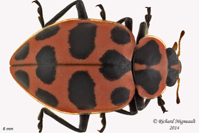 Lady beetle - Coleomegilla maculata, lengi - Spotted Lady Beetle 1 m14 6mm 