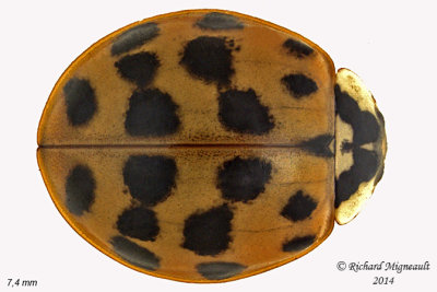 Lady Beetle - Harmonia axyridis - Multicolored Asian Lady Beetle m14 7,4mm 