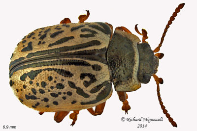 Leaf beetle - Calligrapha multipunctata m14 6,9mm 