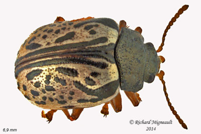 Leaf Beetle - Calligrapha philadelphica m14 6mm 