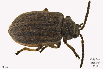 Leaf beetle - Ophraella communa m14 4,9mm 