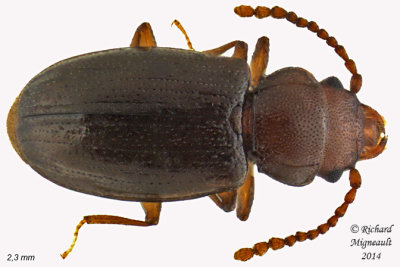Lined Flat Bark Beetle - Charaphloeus unnamed 1 m14 2,3mm 