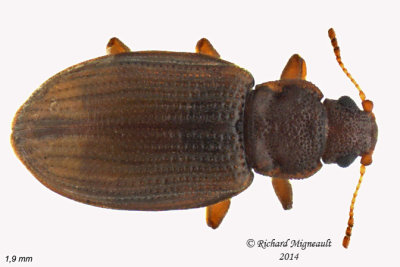 Minute Brown Scavenger Beetle - Enicmus tenuicornis 3 m14 1,9mm 