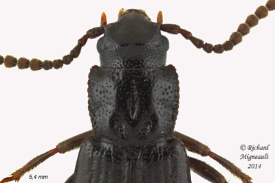 Spiny-legged Rove Beetle - Coprophilus striatulus 2 m14 5,4mm 