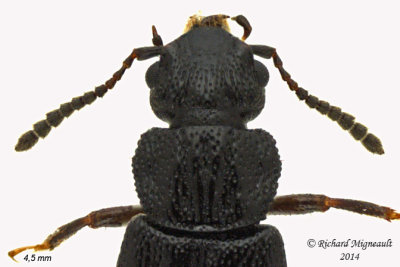 Spiny-legged Rove Beetle - Oxytelini Anotylus or Oxytelus 2 m14 4,5mm