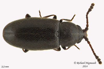 Silken Fungus Beetle - Atomaria atrata sp2 1 m14 2,2mm 