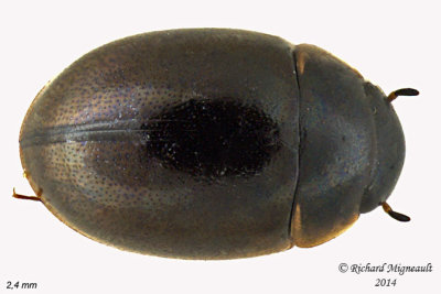 Water Scavenger Beetle - Anacaena limbata 1 m14 2,4mm 