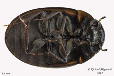 Water Scavenger Beetle - Anacaena limbata 2 m14 2,4mm 