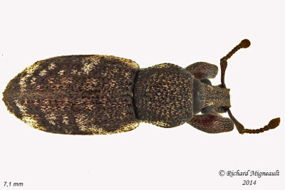 Weevil beetle - Hormorus undulatus 1 m14 7,1mm