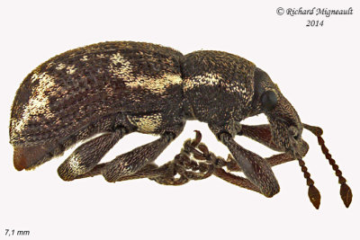Weevil beetle - Hormorus undulatus 2 m14 7,1mm 