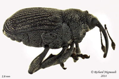Weevil beetle - Ceutorhynchus obstrictus 1 m14 2,8mm 