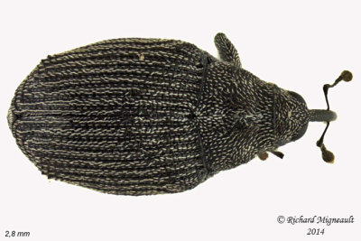 Weevil beetle - Ceutorhynchus obstrictus 2 m14 2,8mm 