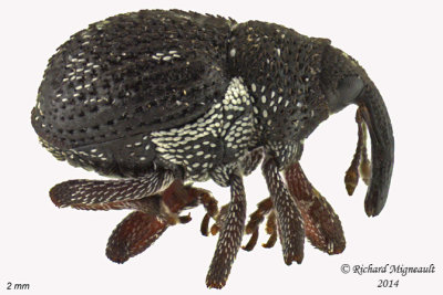 Weevil Beetle - Prorutidosoma decipiens 1 m14 2mm 