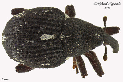 Weevil Beetle - Prorutidosoma decipiens 2 m14 2mm 