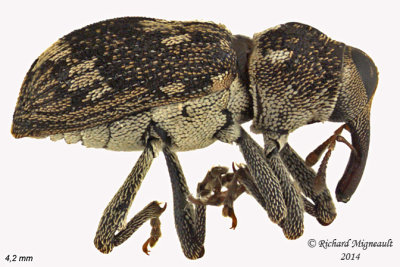 Weevil beetle - Acoptus suturalis 1 m14 4,2mm 