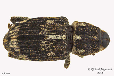 Weevil beetle - Acoptus suturalis 2 m14 4,2mm