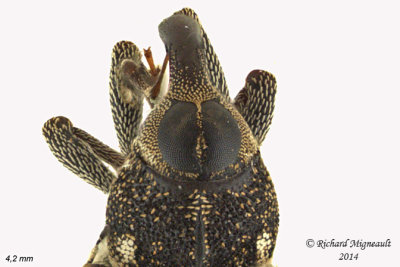 Weevil beetle - Acoptus suturalis 3 m14 4,2mm 