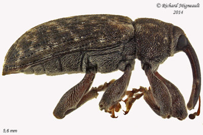 Weevil beetle - Dorytomus sp1 1 m14 5,6mm 